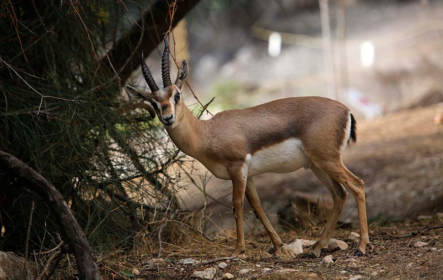 وادي الغزلان في القدس