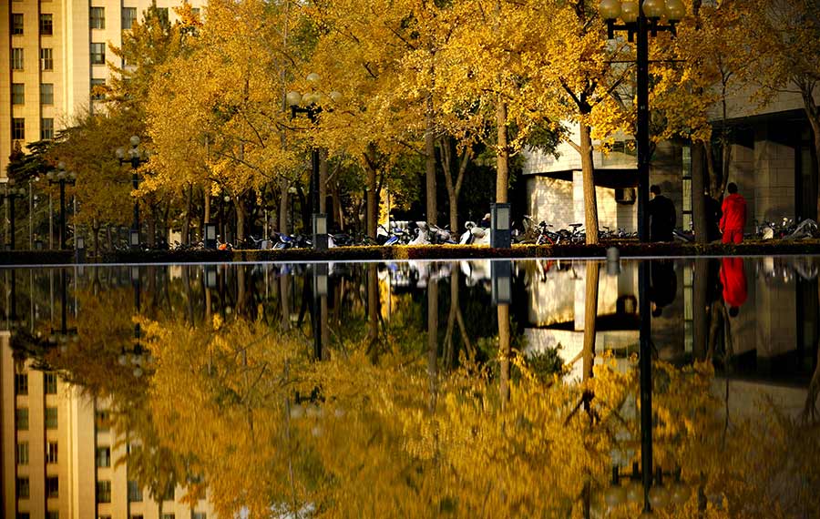 مناظر خريفية في حرم جامعة تسينغهوا في بكين