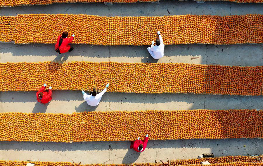 معالجة ثمار الكاكي بمقاطعة خبي شمالي الصين
