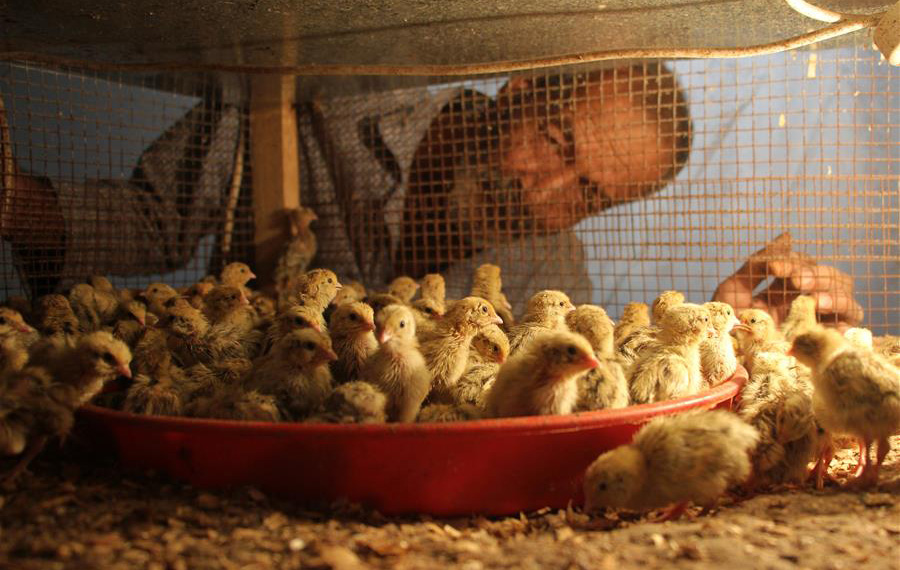 مقالة خاصة: ازدهار تجارة طيور السمان في ظل أزمة كورونا بقطاع غزة