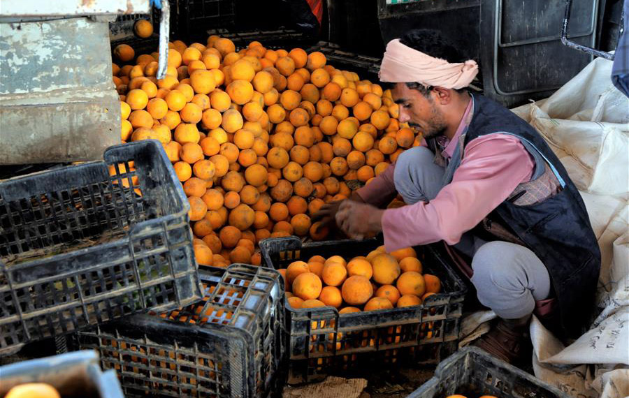 موسم حصاد البرتقال في اليمن
