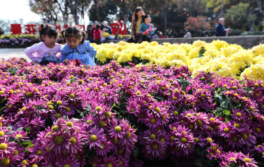 معرض زهور الأقحوان يجذب زوارا في مدينة نانتونغ بمقاطعة جيانغسو