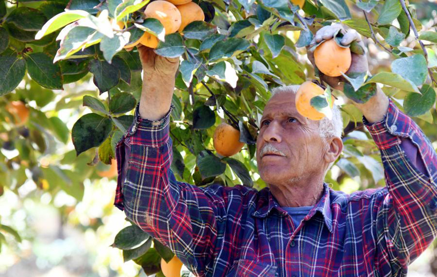 مزارعون يحصدون ثمار الكاكي في دمشق