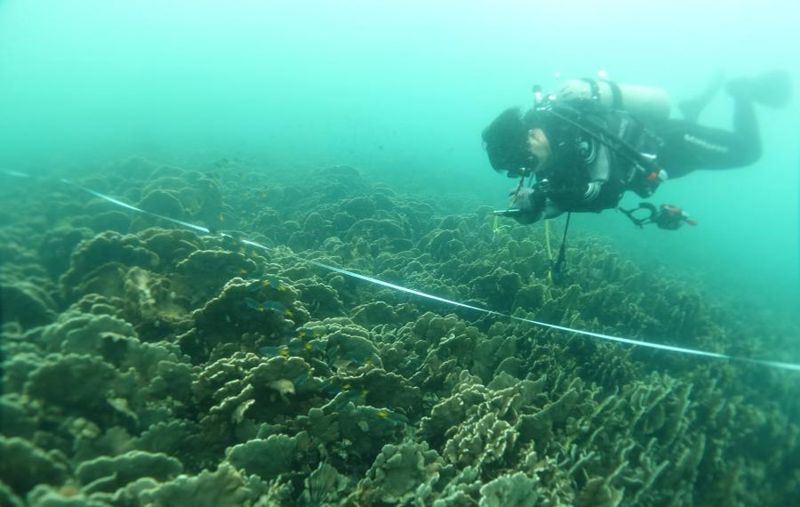 فحص الشعاب المرجانية في هونغ كونغ الصينية