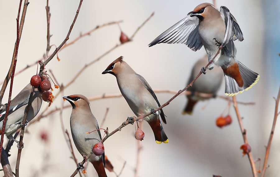 طيور في حديقة لمدينة تشانغجياكو بمقاطعة خبي