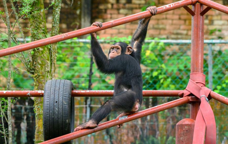 إعادة فتح حديقة الحيوانات الوطنية لماليزيا