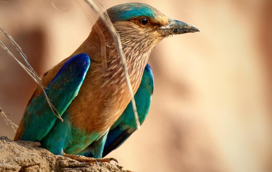 الطيور المحبوبة في إسلام أباد عاصمة باكستان