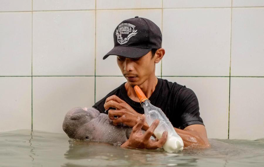 إنقاذ صغير حيوان الأطوم في إندونيسيا