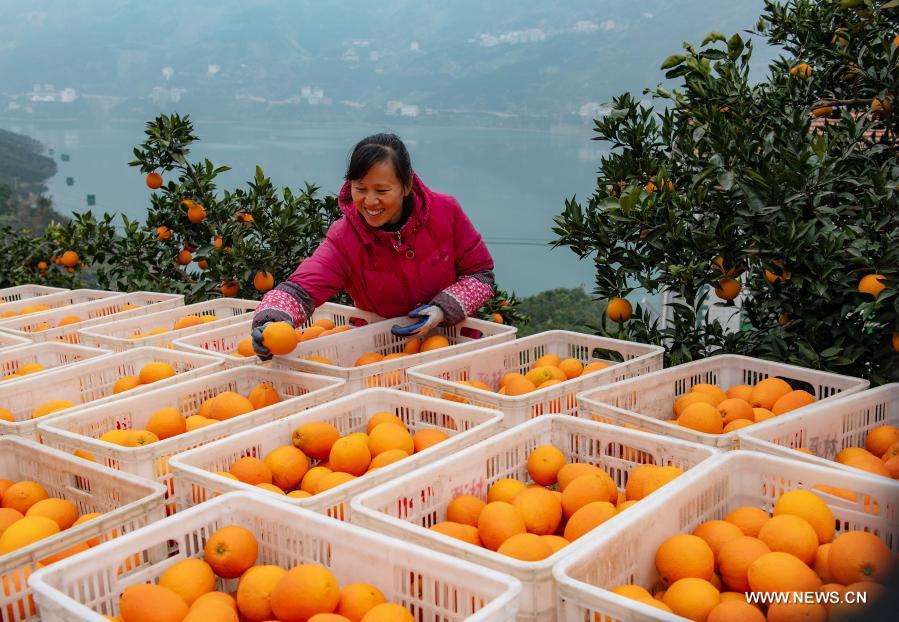 زراعة برتقال تساعد على زيادة الدخل في تسيقوي بمقاطعة هوبي بوسط الصين
