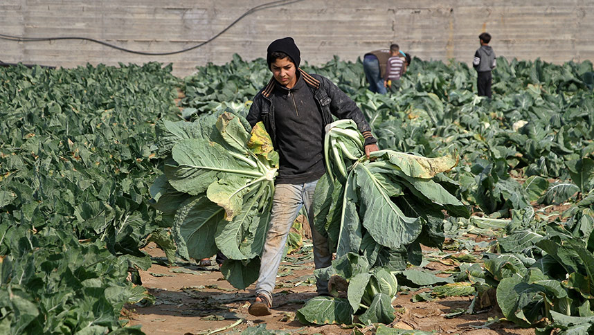 حصاد القرنبيط في غزة