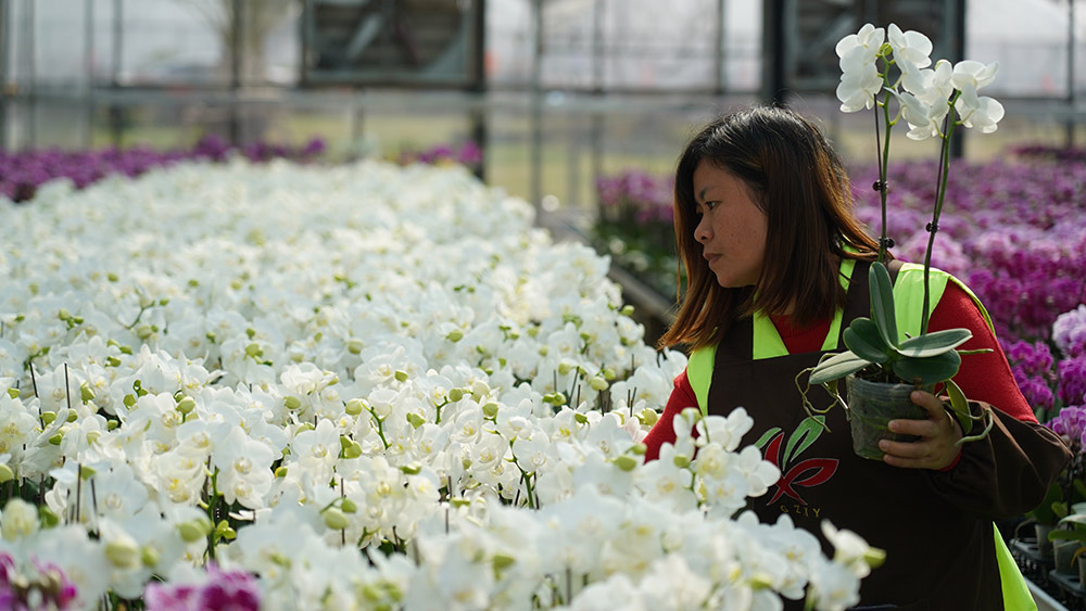 صناعة الزهور تساعد على زيادة دخل القرويين في قانتشو بمقاطعة جيانغشي الصينية