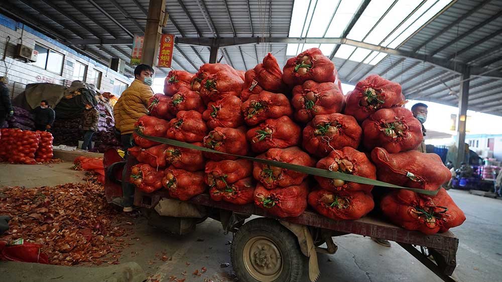 سوق تشياوشي لبيع الخضروات بالجملة فى شيجياتشوانغ