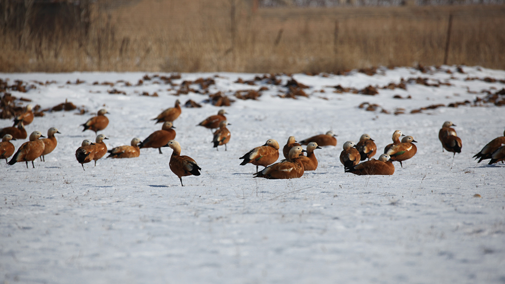 طيور مهاجرة تقضي الشتاء في منطقة منغوليا الداخلية الصينية
