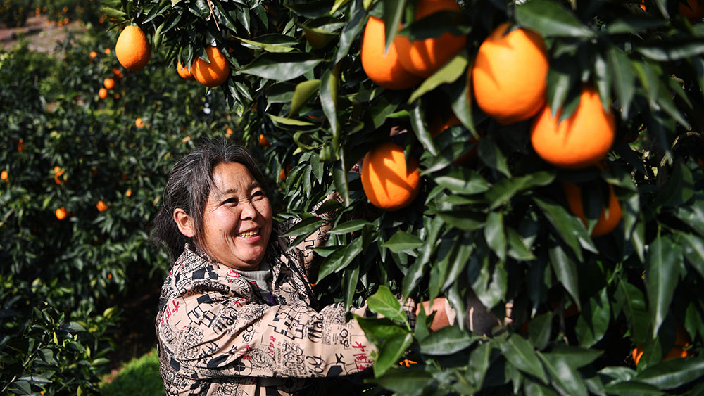 حصاد البرتقال في محافظة فنغجيه بمدينة تشونغتشينغ