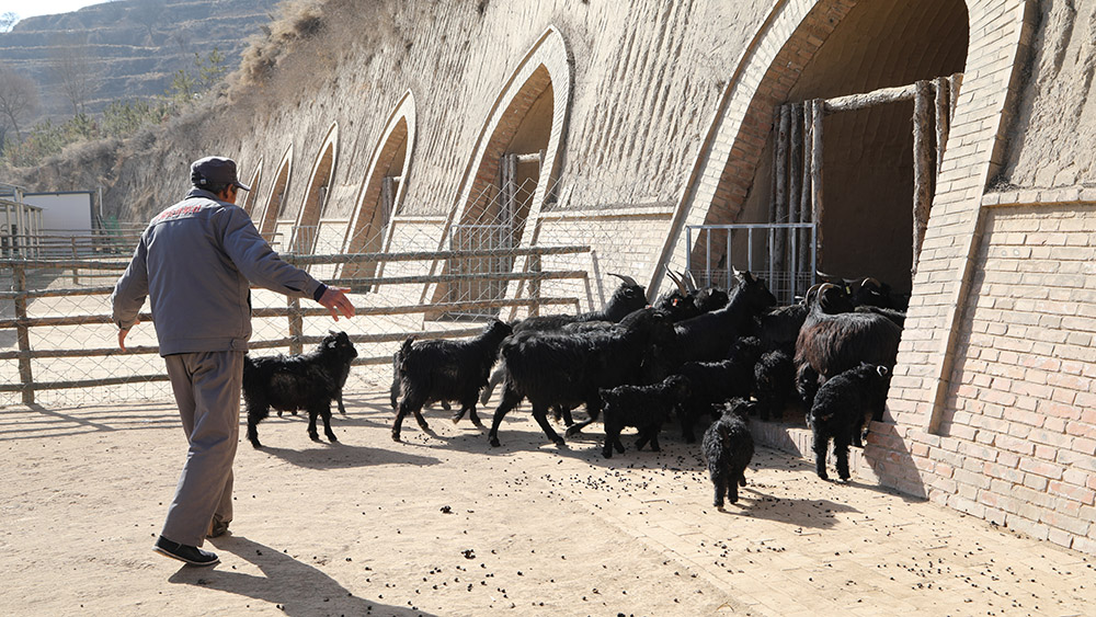 استخدام كهوف مهجورة لتربية الماعز في شمال غربي الصين