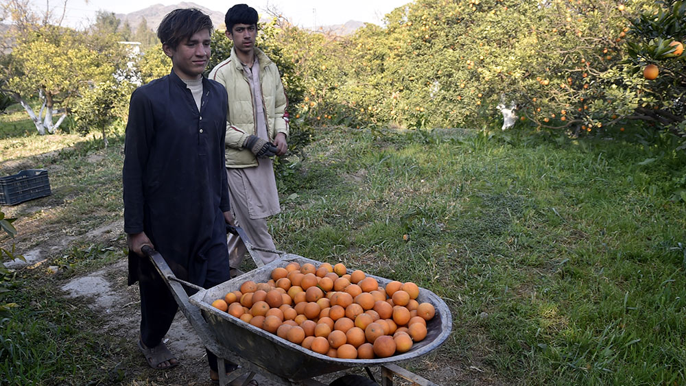 حصاد البرتقال في بيشاور في باكستان