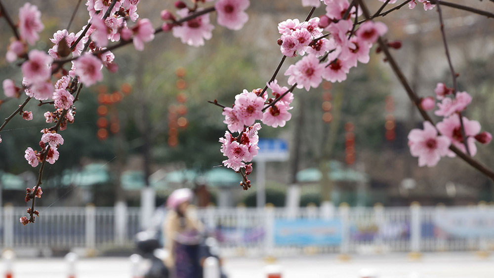 تفتح الأزهار الجميلة في الربيع في أنحاء جنوب الصين