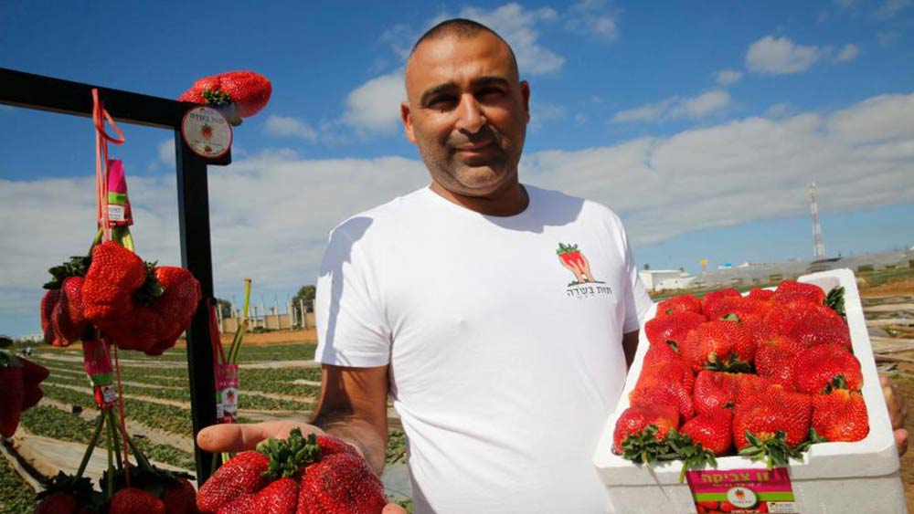 ثمرة فراولة تزن 290 جراما في إسرائيل