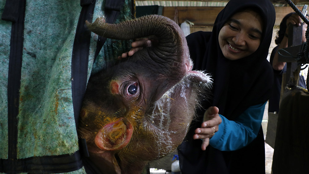 إنقاذ فيل صغير في آتشيه في إندونيسيا