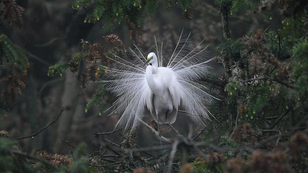 طيور البلشون الأبيض في شرقي الصين