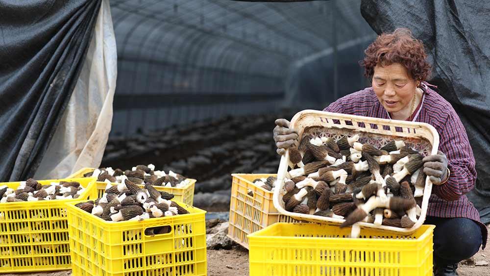 الفطريات الصالحة للأكل تساعد المزارعين على زيادة دخولهم بشمال غربي الصين