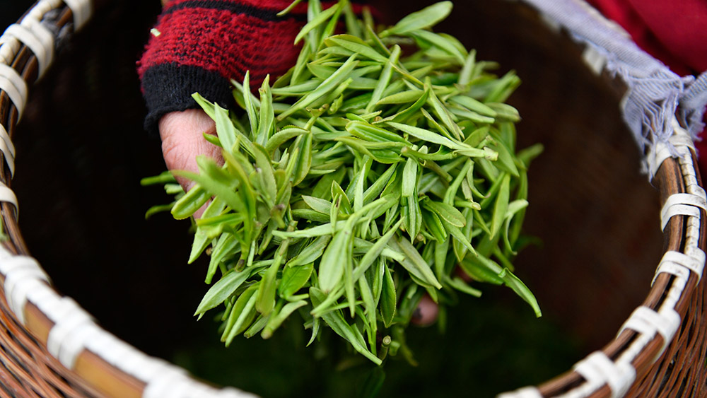 المعالجة التقليدية للشاي في مدينة هانغتشو شرقي الصين