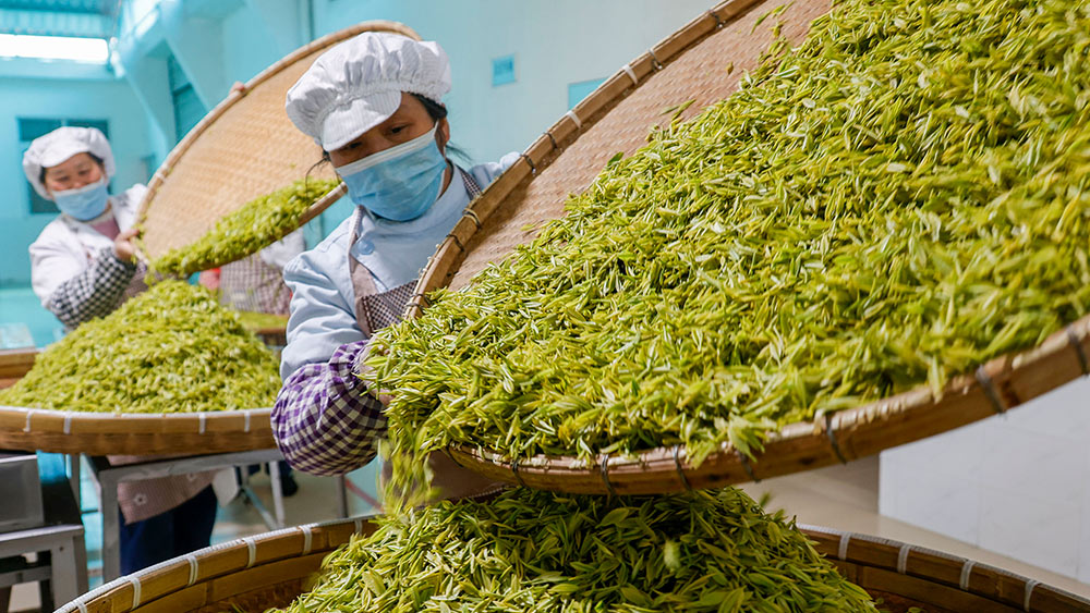 معالجة الشاي بمقاطعة تشجيانغ شرقي الصين