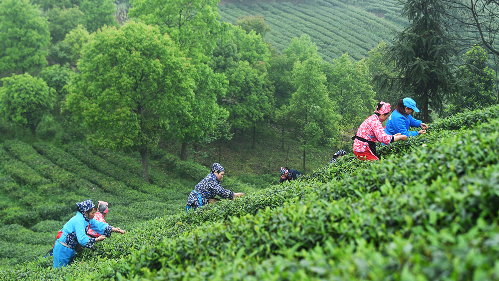 مهرجان جمع الشاي في جنوب غربي الصين