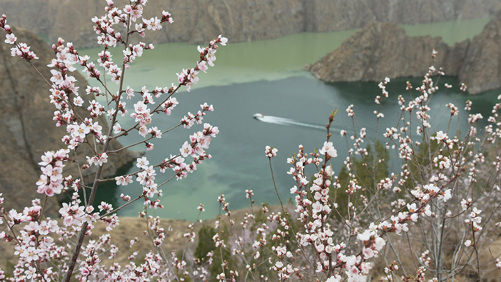 المناظر الربيعية الرائعة لخزان ليوجياشيا شمال غربي الصين