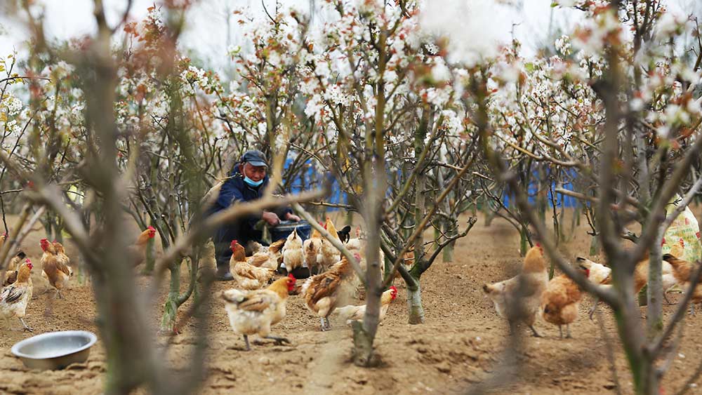 تربية الدجاج وسط بساتين الفاكهة ... أسلوب إيكولوجي يزداد رواجا في شرقي الصين