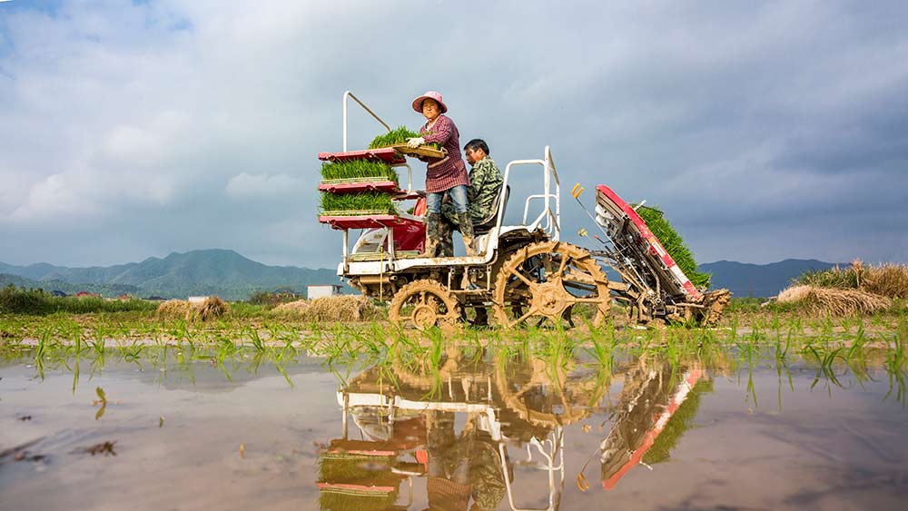 حلول موسم الحرث الربيعي في حقول الأرز في شرقي الصين