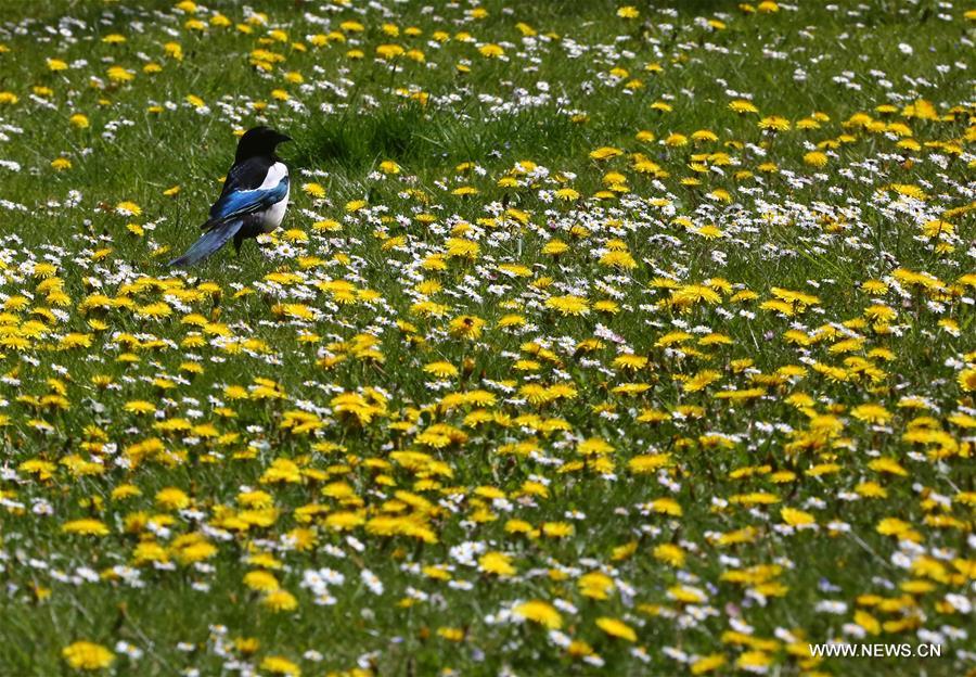 BELGIUM-BRUSSELS-NATURE