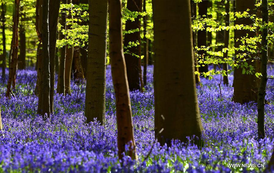 BELGIUM-BRUSSELS-NATURE