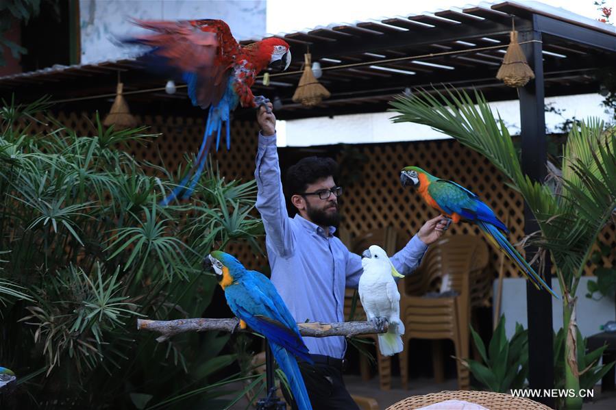 الصورة: مربي الببغاوات في الخليل 