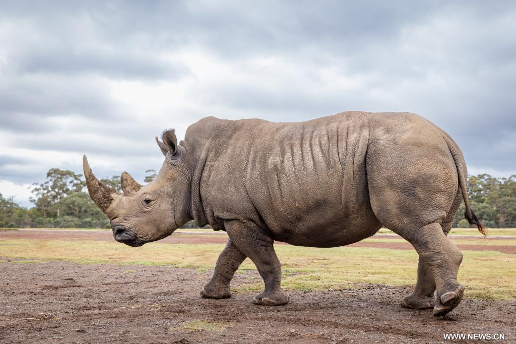 Rinoceronte branco na Austrália