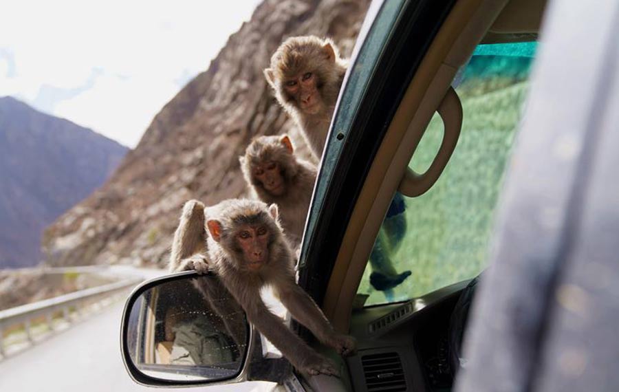 جنة القرود البرية في المنطقة الجنوبية بالتبت