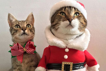 قطة عيد الميلاد الاسترالية تلقى اقبالا واسعا على الانترنت