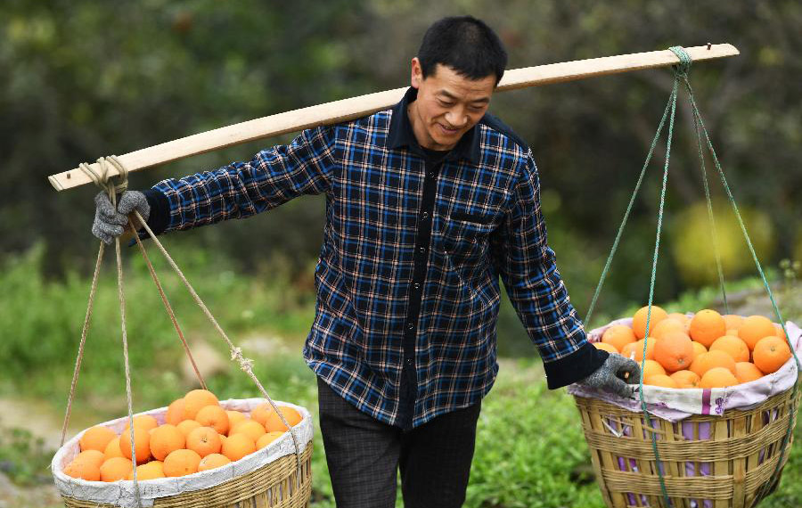 زراعة برتقال تساعد على زيادة دخل المزارعين في محافظة فنغجيه بمدينة تشونغتشينغ