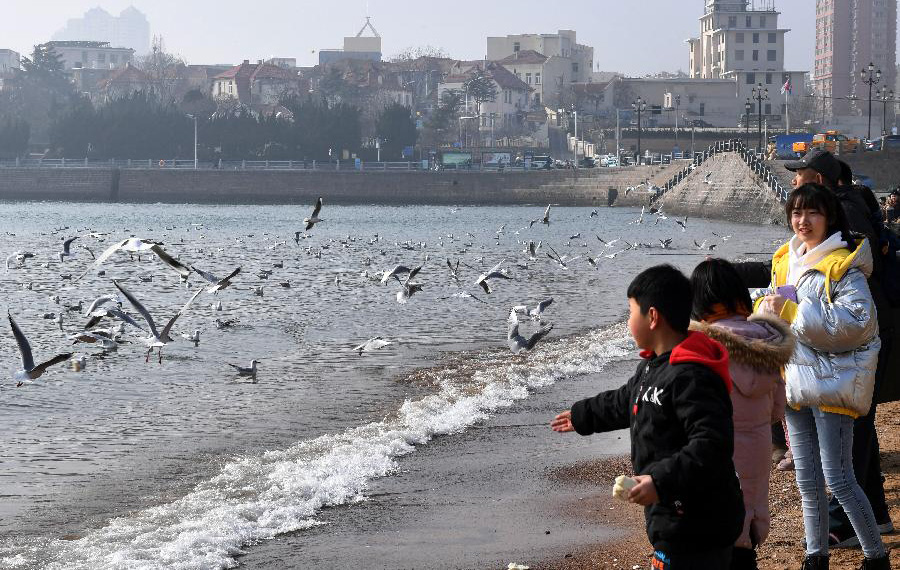 طيور النورس على شاطئ البحر بشرقي الصين