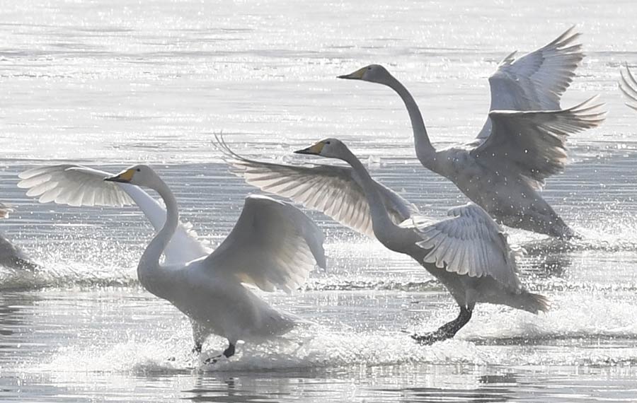 طيور البجع تقضي الشتاء في وسط الصين