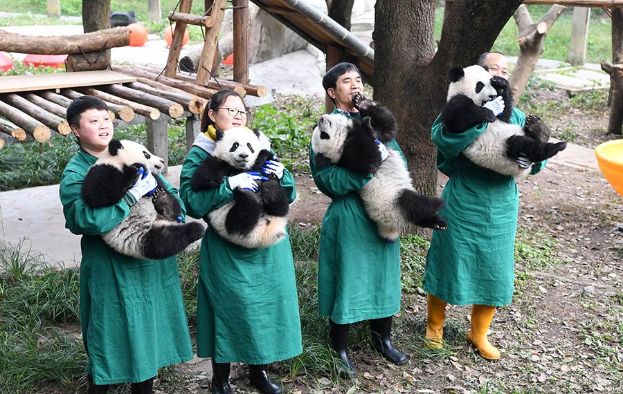 الباندا العملاقة تظهر أمام الجماهير للاحتفال بالسنة القمرية الصينية الجديدة بمدينة تشونغتشينغ