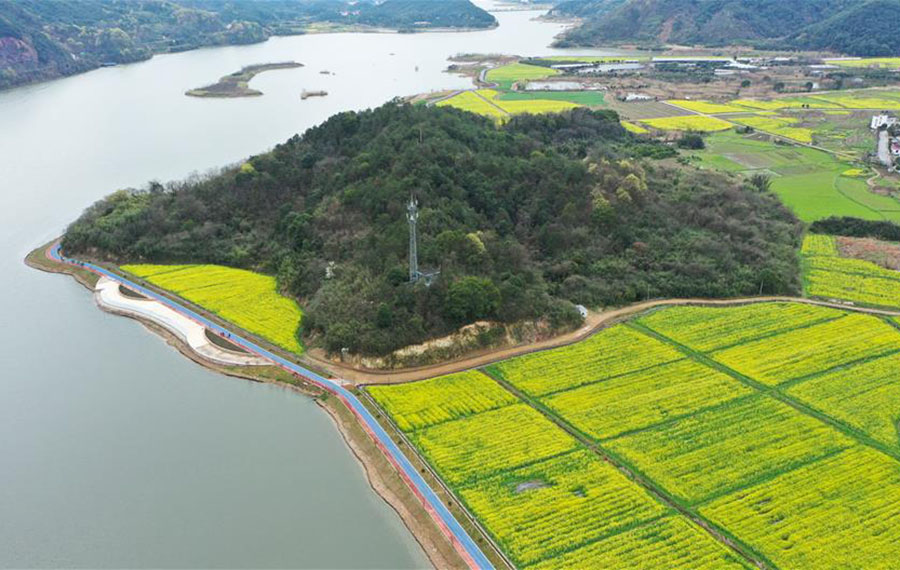 حقول أزهار الكانولا قرب بحيرة في شرقي الصين