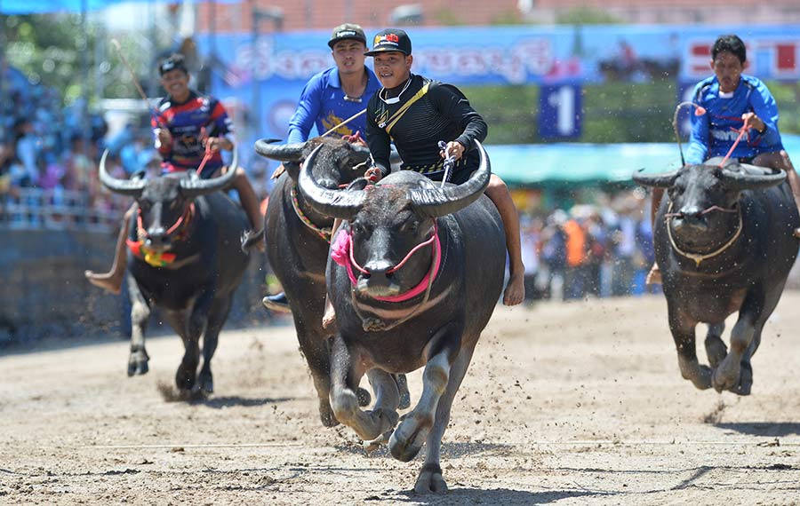 مهرجان سباق الجاموس يقام في تايلاند للاحتفال بحصاد الارز